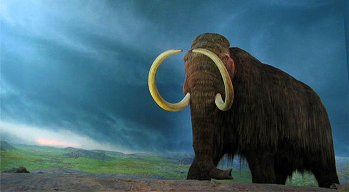The wolly mammoth could be brought back from extinction with science, but should we?
