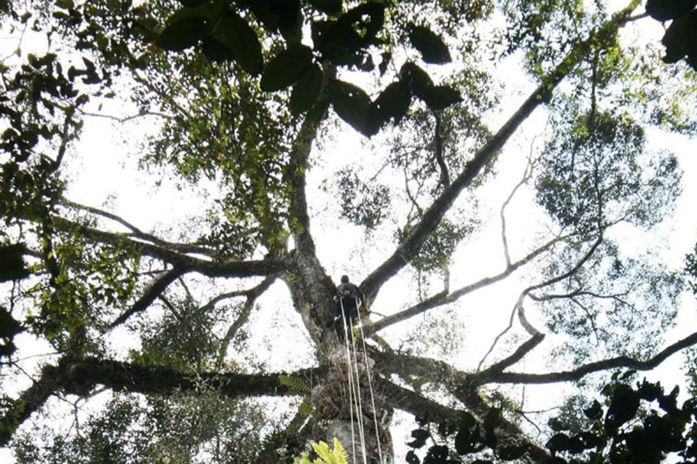 Unding Jami, a local tree-climber, took on the task of scaling the tree and measuring. Photo Credit: Stephanie Law