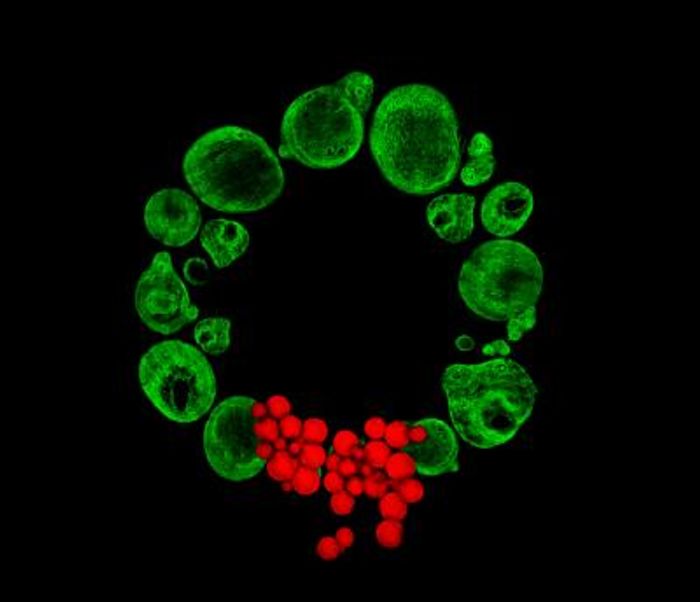 Micrograph of a Christmas wreath comprised of stem cells. / Credit: Catarina Moura, University of Southampton