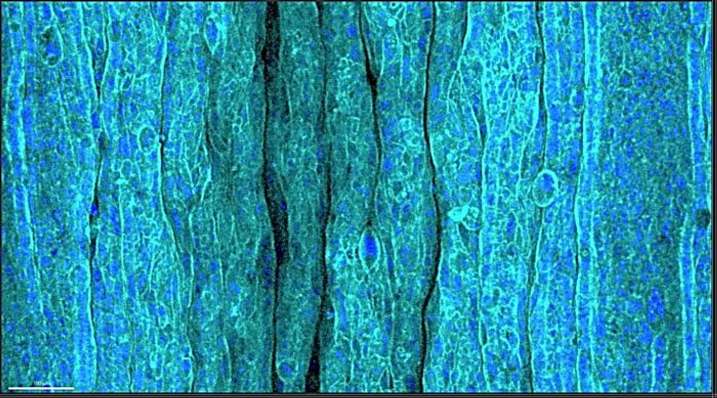 Image of wrinkled epithelium on the ECM hydrogel layer in response to compression  / Credit: POSTECH