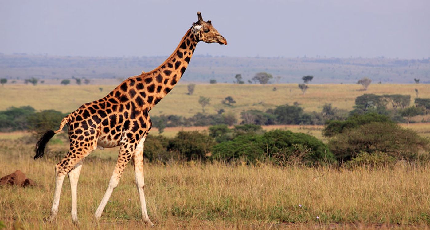 It turns out there are at least four different distinct species of giraffe in the world.