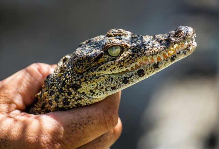 A baby Cuban Crocodile being raised in captivity at the farm in the Zapata Swamp, Cuba.
