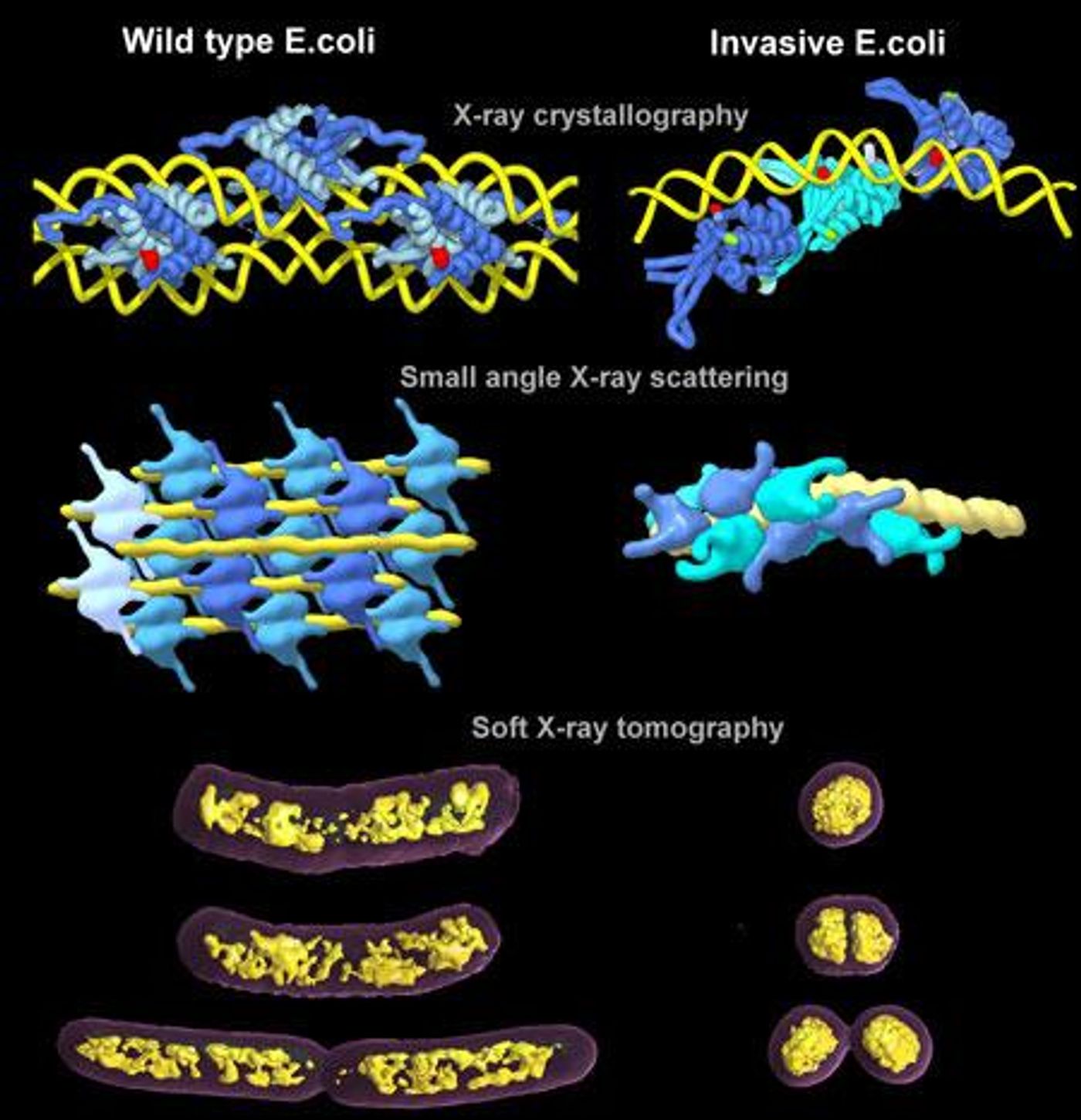 The top two rows show illustrations of crystals and solution structures of bacterial HU proteins with DNA represented by X-ray crystallography and small angle X-ray scattering, respectively. DNA strands are yellow and HU proteins are shades of blue. Soft X-ray tomography was used to visualize bacterial chromatin (in yellow) in wild type and invasive E. coli cells, shown in the bottom row. / Credit: Michal Hammel/Berkeley Lab