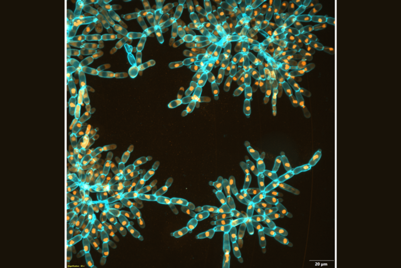 Macroscopic snowflake yeast with elongated cells fracture into modules, retaining the same underlying branched growth form of their microscopic ancestor. / Credit: Georgia Institute of Technology