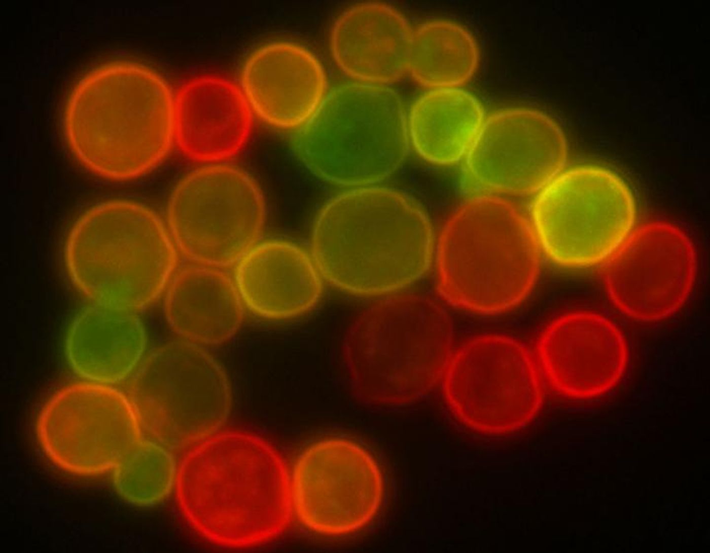 Yeast cells labeled with colorful fluorescent markers are shown. / Credit: Wikimedia Commons 