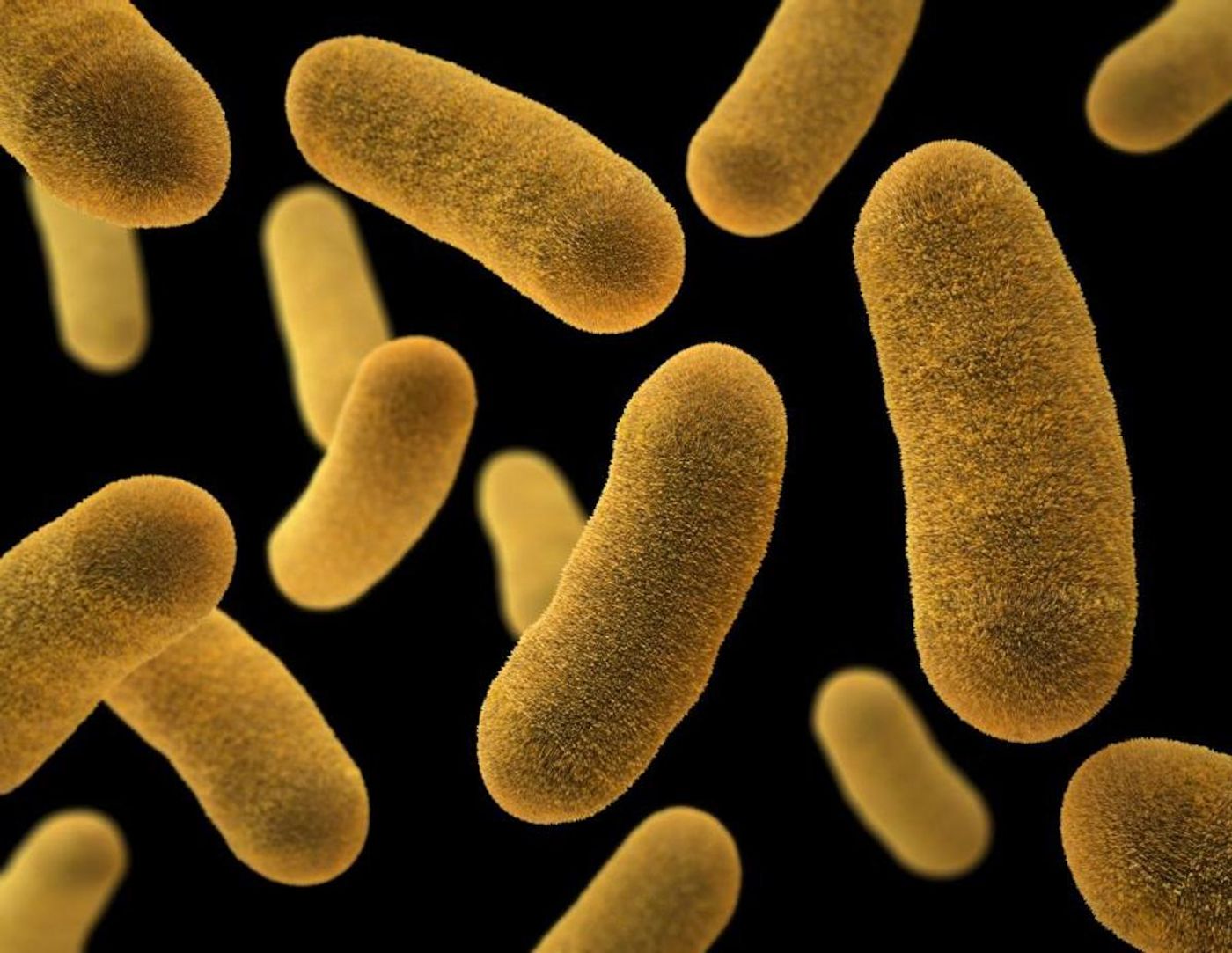 A 3D, computer-generated image of several Yersinia enterocolitica, Gram-negative bacillus-shaped bacteria / Credit: CDC/James Archer