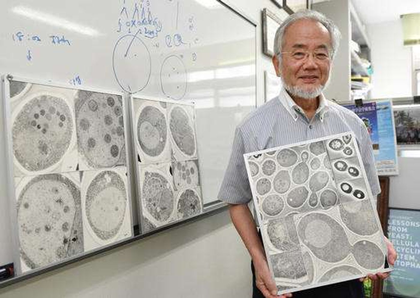 n this July, 2016 photo, Japanese scientist Yoshinori Ohsumi smiles at the Tokyo Institute of Technology campus in Yokohama, south of Tokyo. Ohsumi was awarded this year's Nobel Prize in medicine on Monday, Oct. 3, for discoveries related to the degrading and recycling of cellular components. The Karolinska Institute honored Ohsumi for "brilliant experiments" in the 1990s on autophagy, the machinery with which cells recycle their content. Disrupted autophagy has been linked to various diseases. /Credit: Akiko Matsushita/Kyodo News via AP
