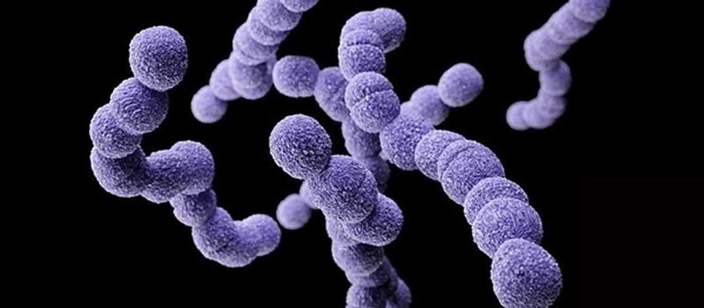 Group A Streptococcus infects nearly 700 million people annually.