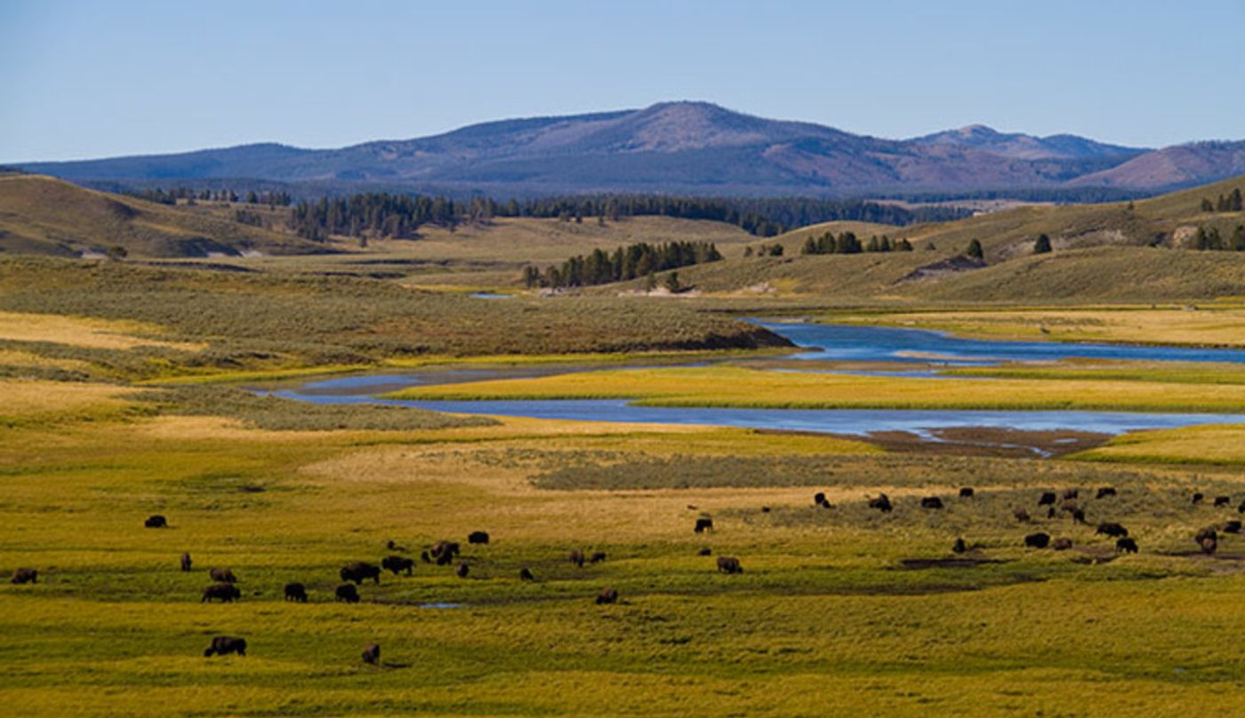 Overlooking Hayden Valley with a herd of bison. Photo: Jeff Vanuga via Yellowstone National Park
