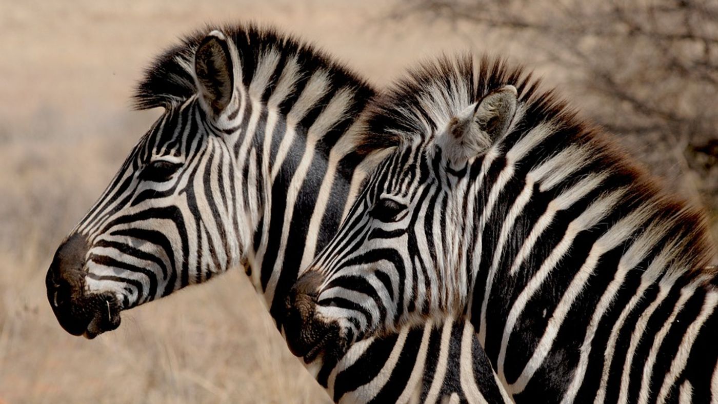 Have we finally figured out why the zebra sports such eye-jarring dichromatic stripes?