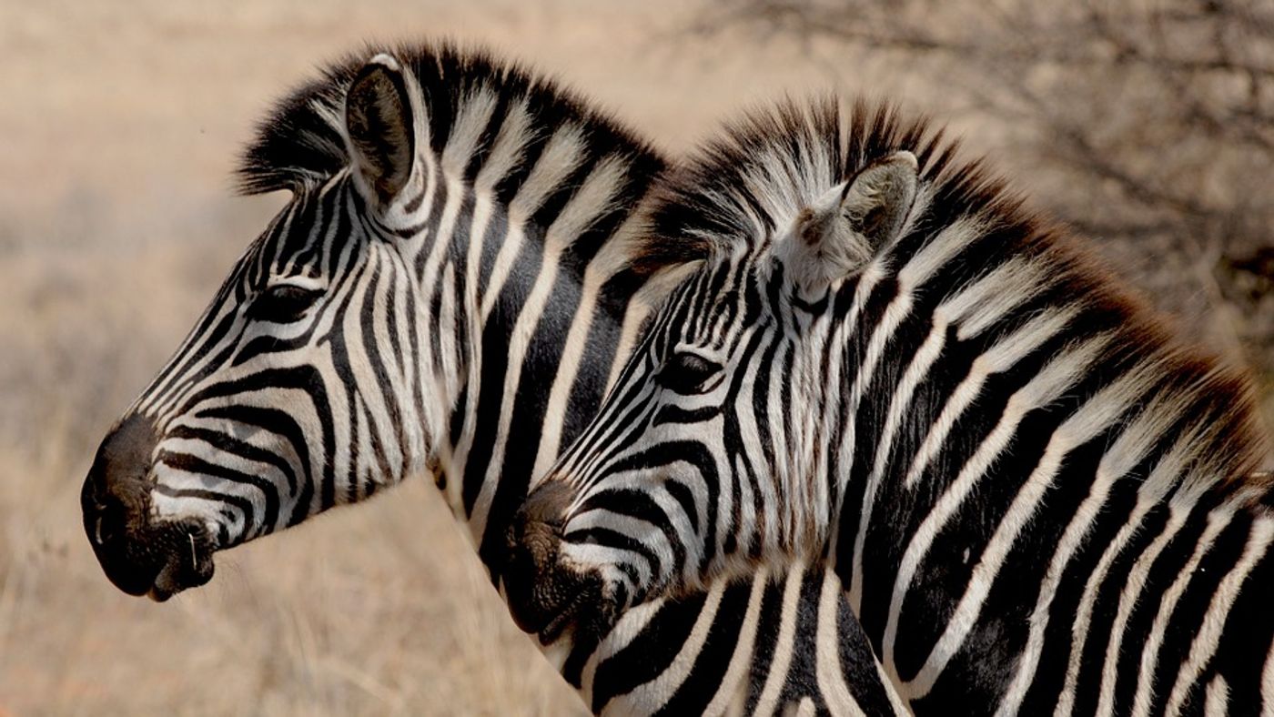 Why Do Zebras Have Stripes?