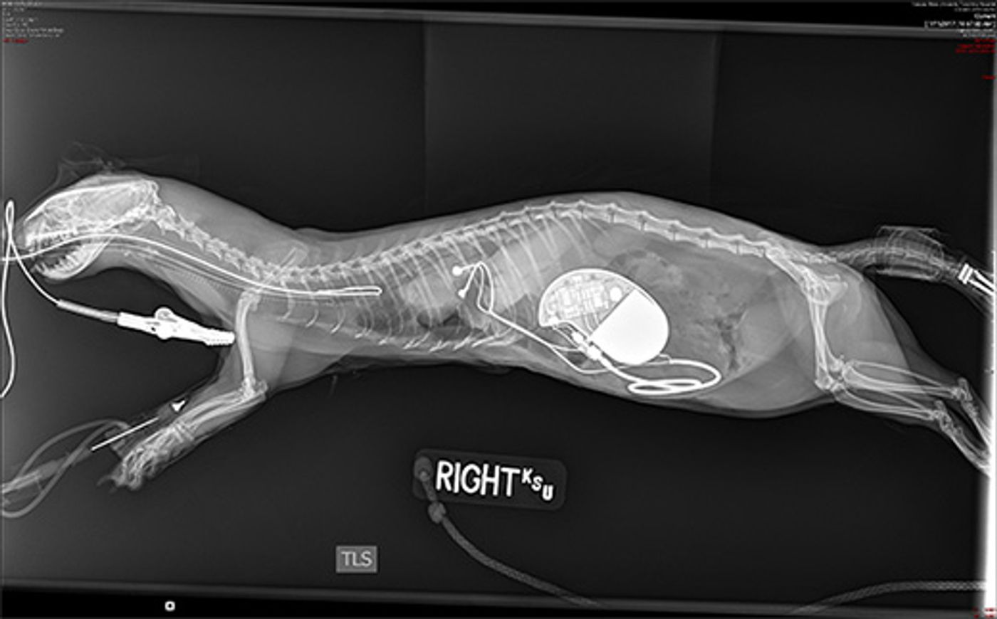 An X-ray of Zelda the ferret after the installation of a pacemaker into her body.