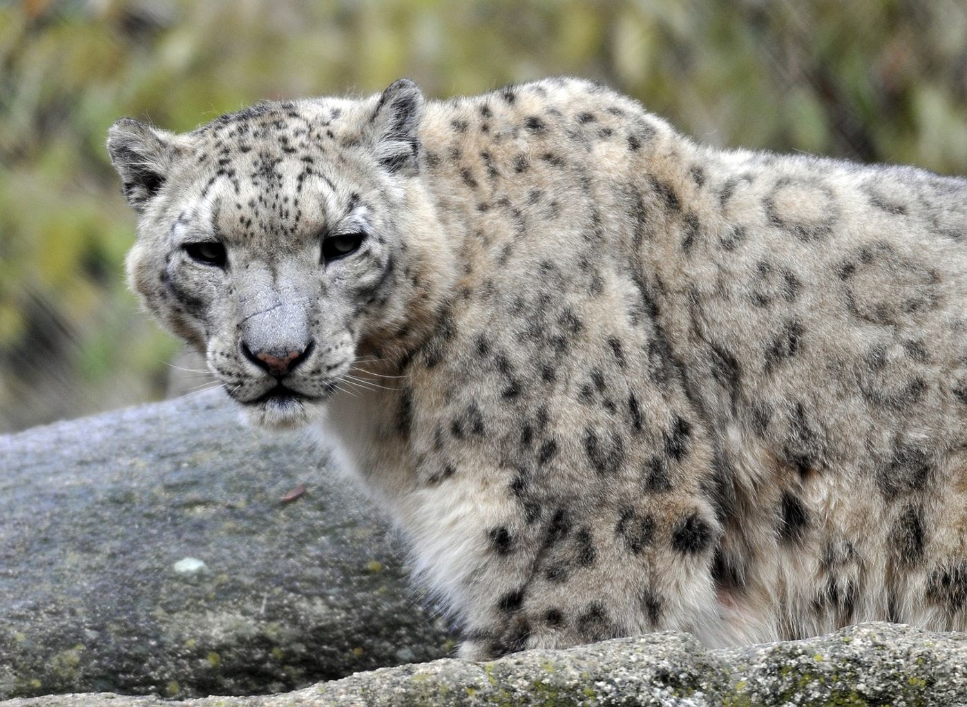 Snow Leopard Downgraded to 'Vulnerable' by the IUCN Plants And Animals