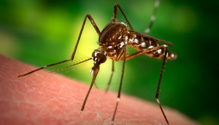 Mosquitoes are attracted to heat, where food sources are most likely.
