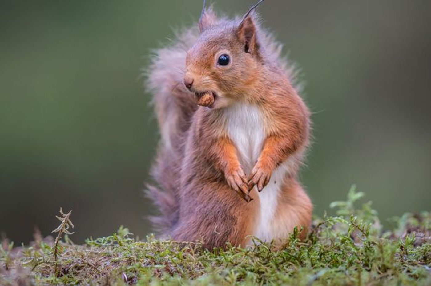 Red squirrels throughout the UK are reportedly carrying different forms of Leprosy.