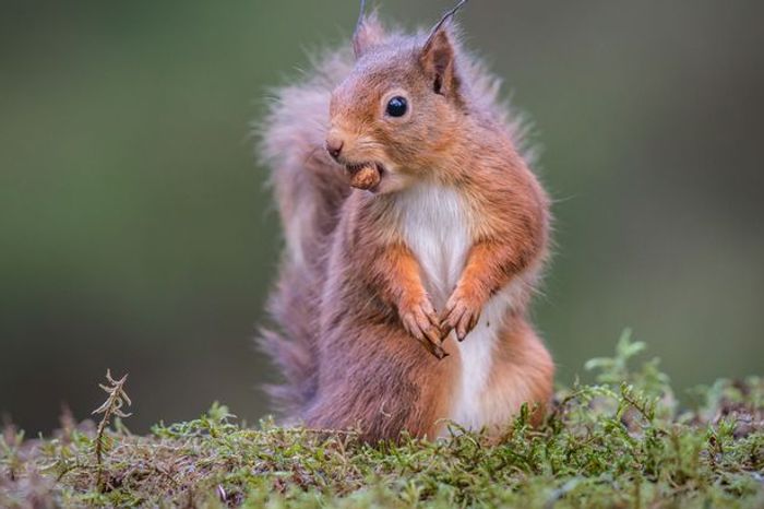 Red squirrels throughout the UK are reportedly carrying different forms of Leprosy.