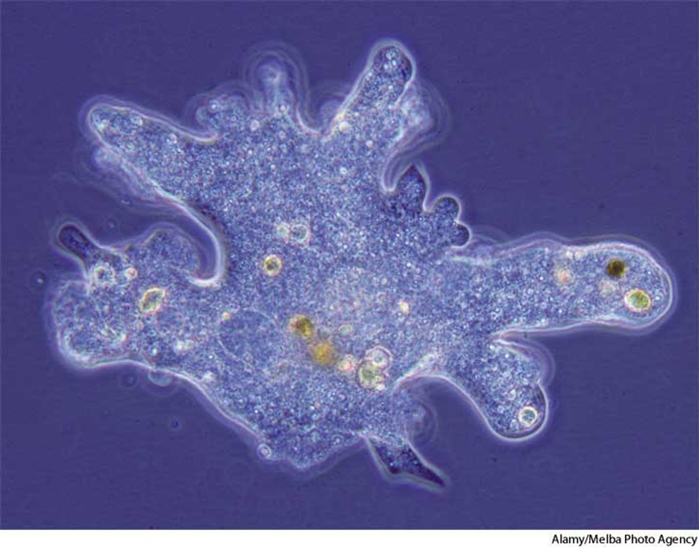 Amoebas have bacterial endosymbionts.