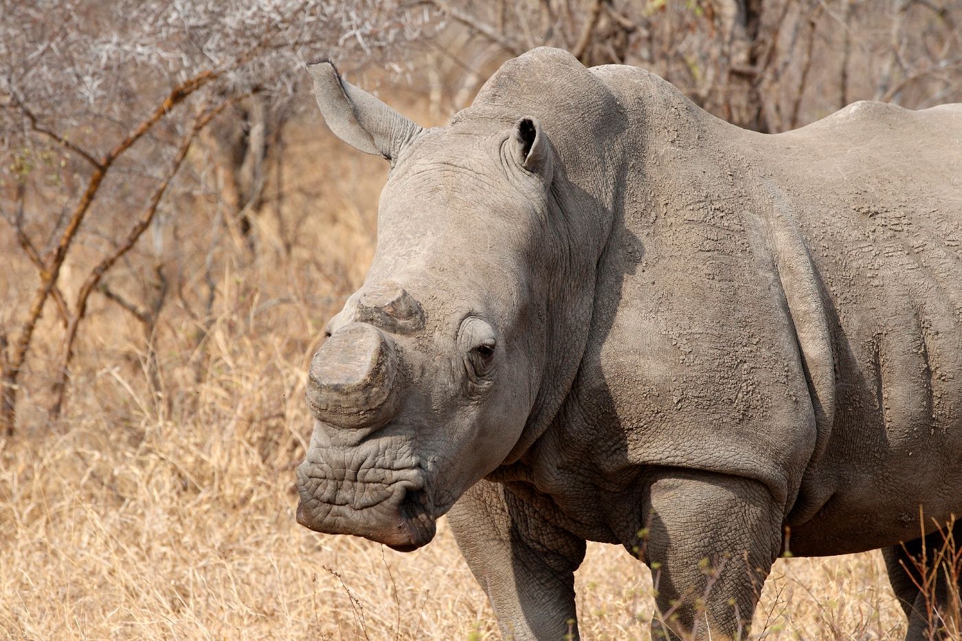 A rhino with no horns after they were removed and harvested.