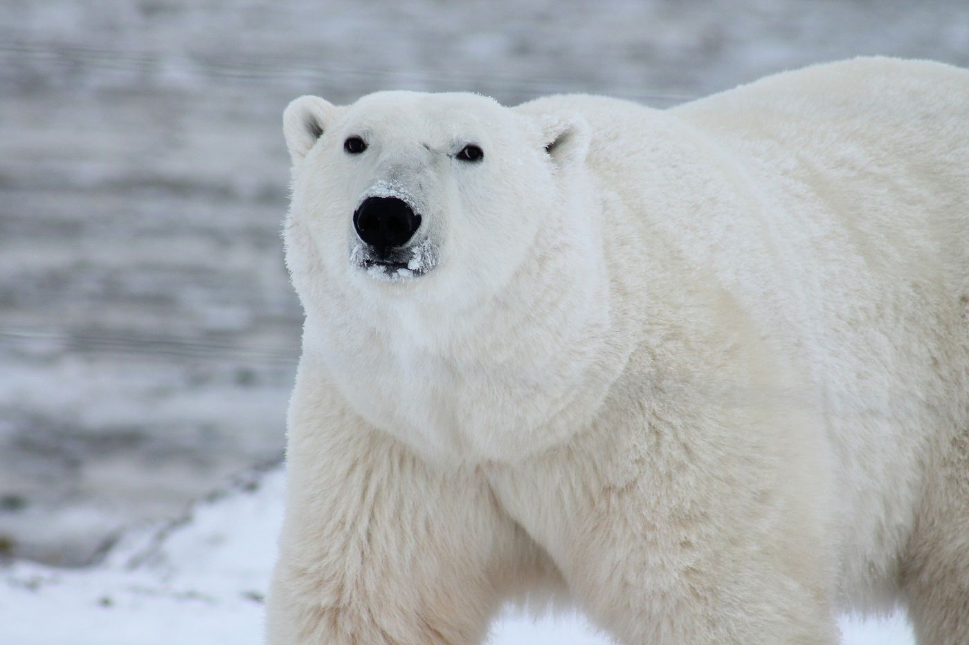 The Arctic's iconic polar bear may be a carnivore, but its prey depend on the nutrients delivered by net primary production.