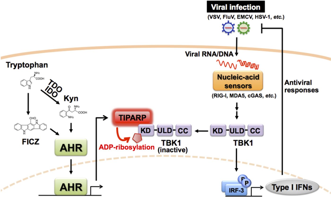 A detailed schematic of AHR signaling activated by endogenous ligands (Kyn, etc.) constitutively upregulates the levels of TIPARP, which interacts with TBK1 for the downregulation of TBK1 activity by ADP-ribosylation. This AHR-TIPARP axis plays a key role for tuning nucleic acid sensor-mediated type I IFN induction. TDO, tryptophan-2,3-dioxygenase; IDO, indoleamine-2,3-dioxygenase; Kyn, kynurenine; FICZ, 6-formylindolo[3,2-b]carbazole; AHR, aryl hydrocarbon receptor; TIPARP, TCDD-inducible poly(ADP-ribose) polymerase; TBK1, TANK-binding kinase 1; KD, kinase domain; ULD, ubiquitin-like domain; CC, coiled-coil; IRF-3, interferon regulatory factor-3; IFN, interferon. / Credit: Nature Communications Yamada et al