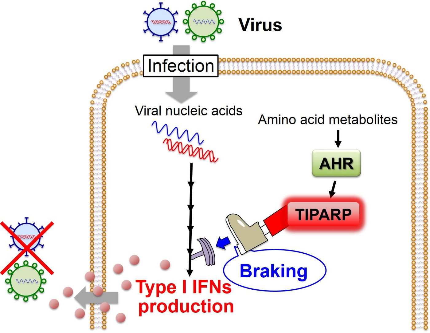 This image shows the AHR-mediated "braking" mechanism for the regulation of the antiviral IFN response. / Credit: Akinori TAKAOKA, Hokkaido University
