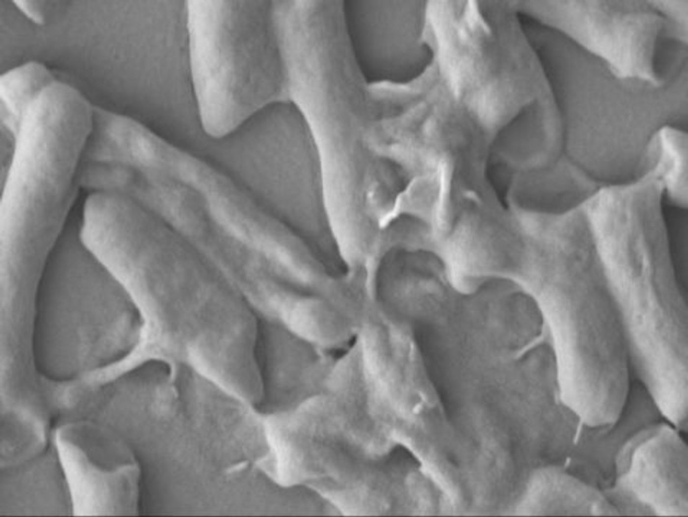 E. coli after treatment with the new imidazolium oligomer. Image: Institute of Bioengineering and Nanotechnology