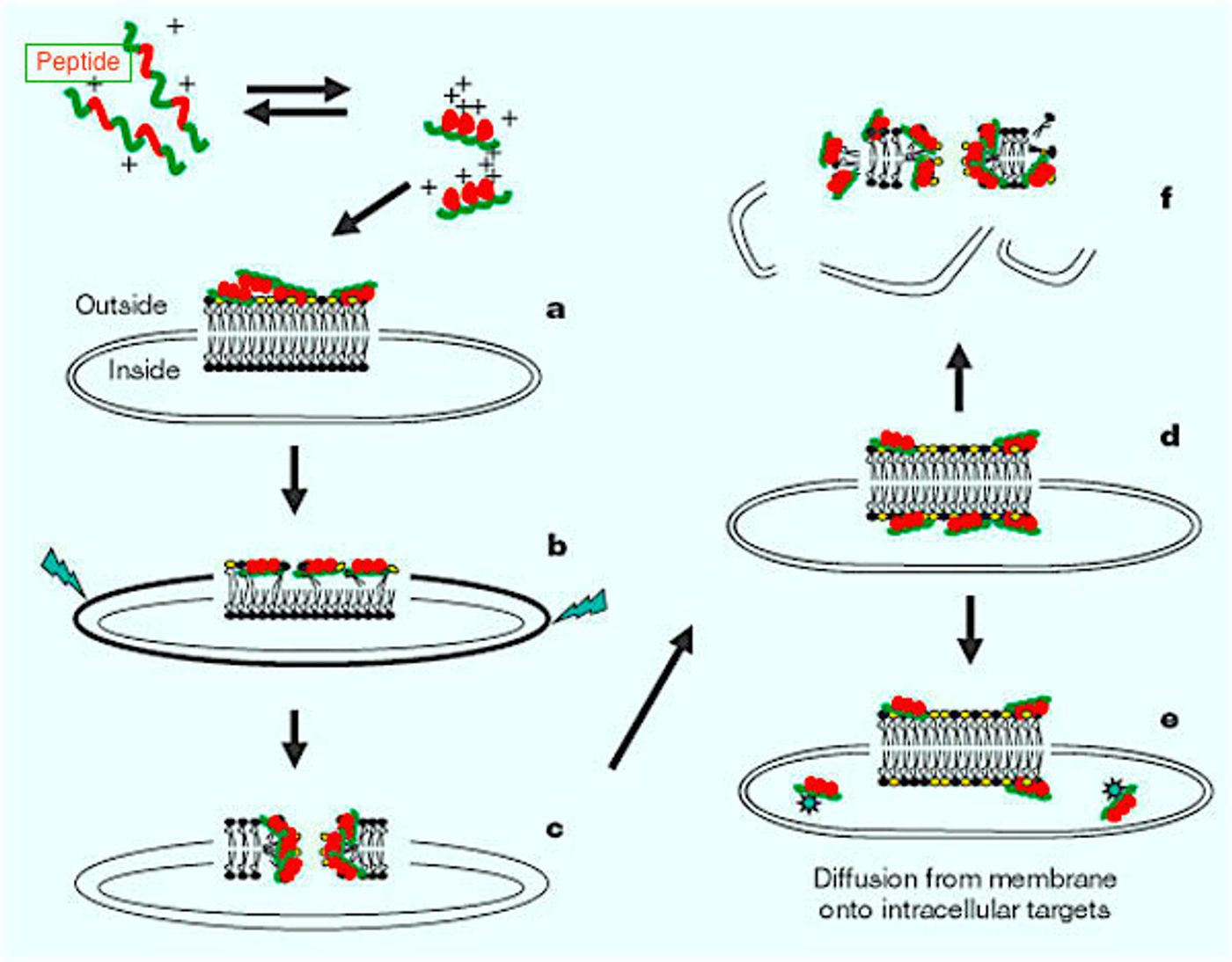 One mode of AMP efficacy: a) Membrane gets coated with peptides b) Peptide is integrated into the membrane, thinning the outer leaflet, resulting in strain within the bilayer (jagged arrows) c) Phase transition and pore formation d) Transport of lipids and peptides into the inner leaflet e) Diffusion of peptides onto intracellular targets (in some cases) f) Membrane collapses into fragments, physically disrupting the target cell's membrane Image: Nature