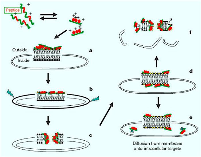 One mode of AMP efficacy: a) Membrane gets coated with peptides b) Peptide is integrated into the membrane, thinning the outer leaflet, resulting in strain within the bilayer (jagged arrows) c) Phase transition and pore formation d) Transport of lipids and peptides into the inner leaflet e) Diffusion of peptides onto intracellular targets (in some cases) f) Membrane collapses into fragments, physically disrupting the target cell's membrane Image: Nature