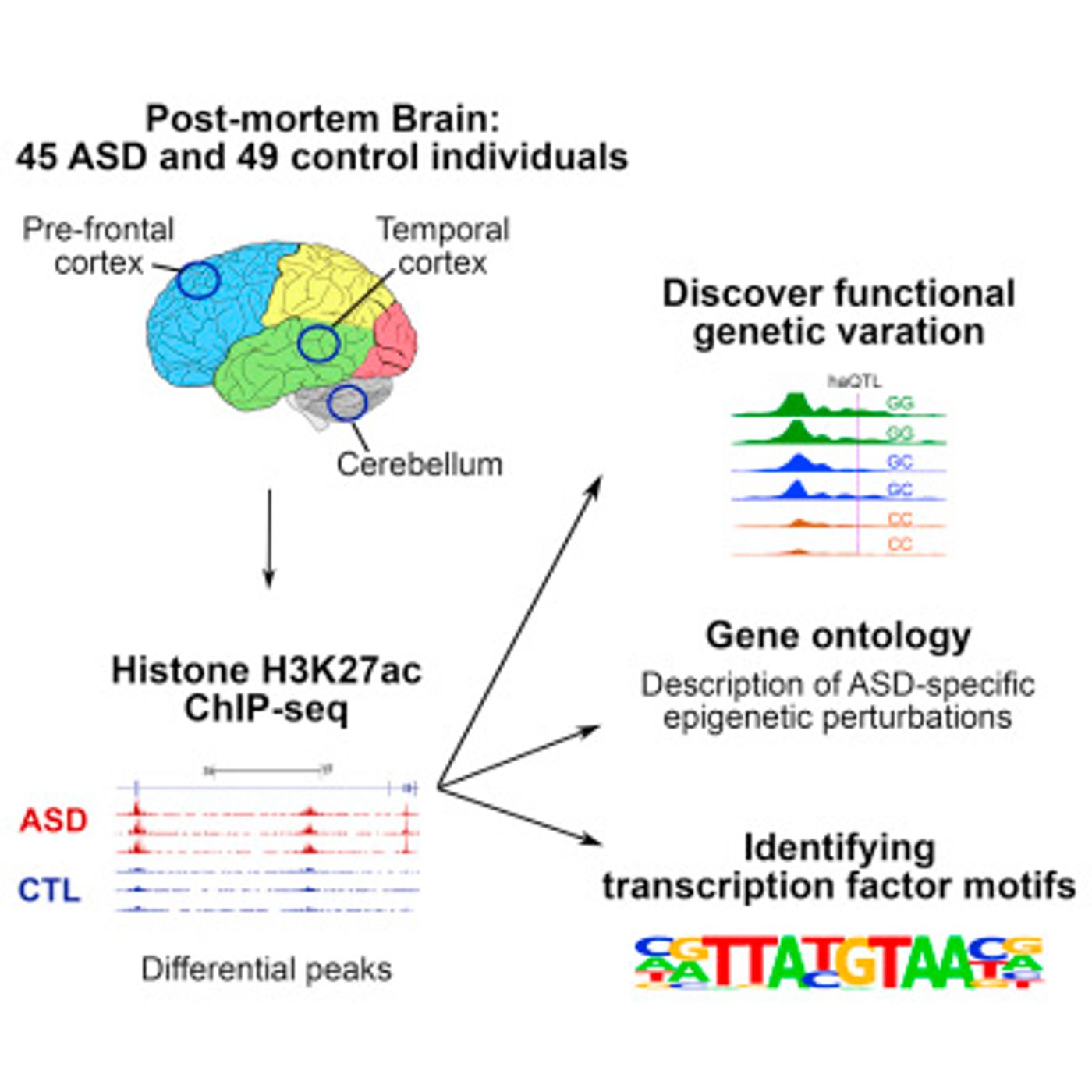 Graphical Abstract / Credit: Cell 2016 Sun et al 