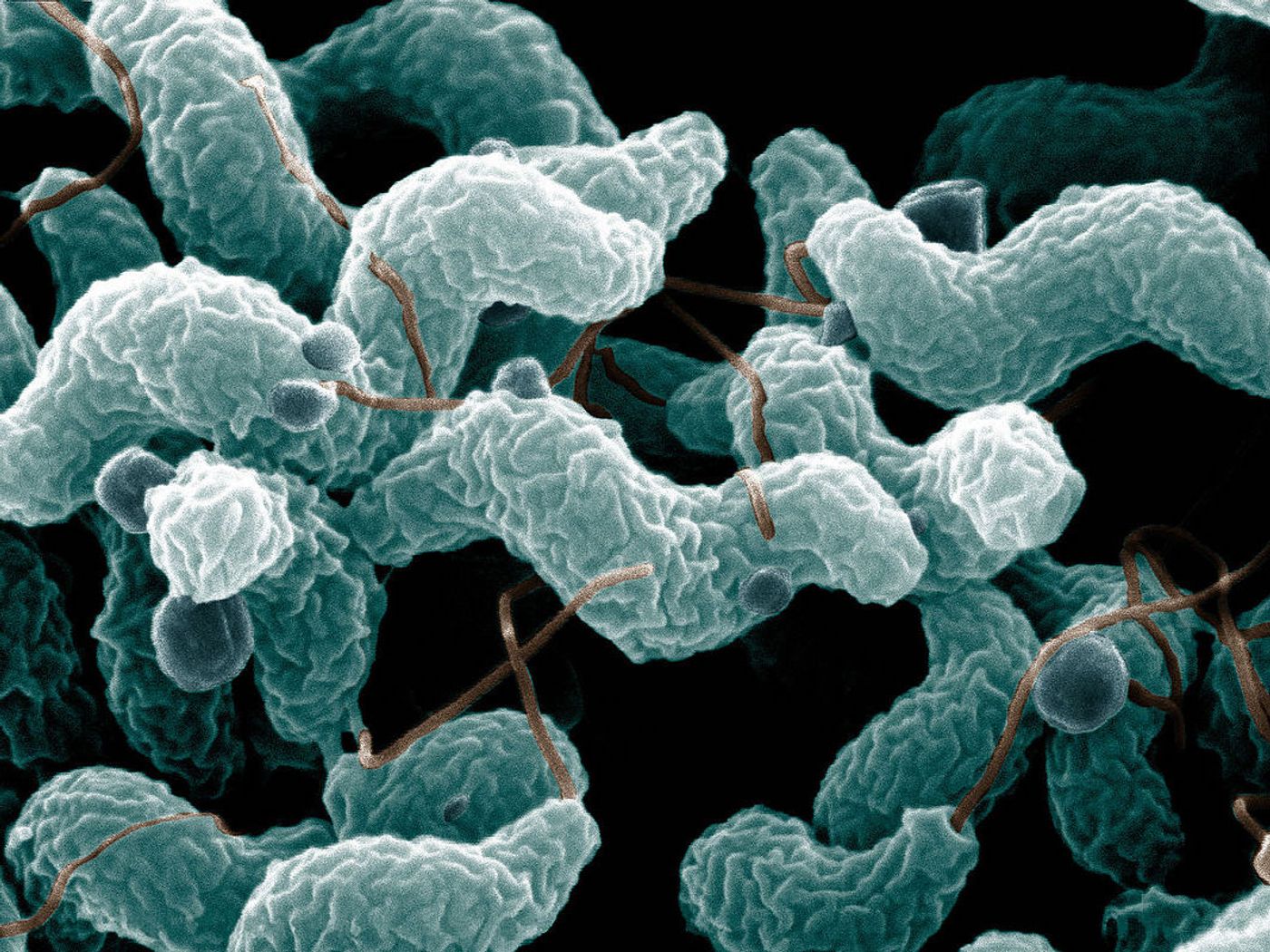 Gut bacteria / Credit: Wikipedia Commons