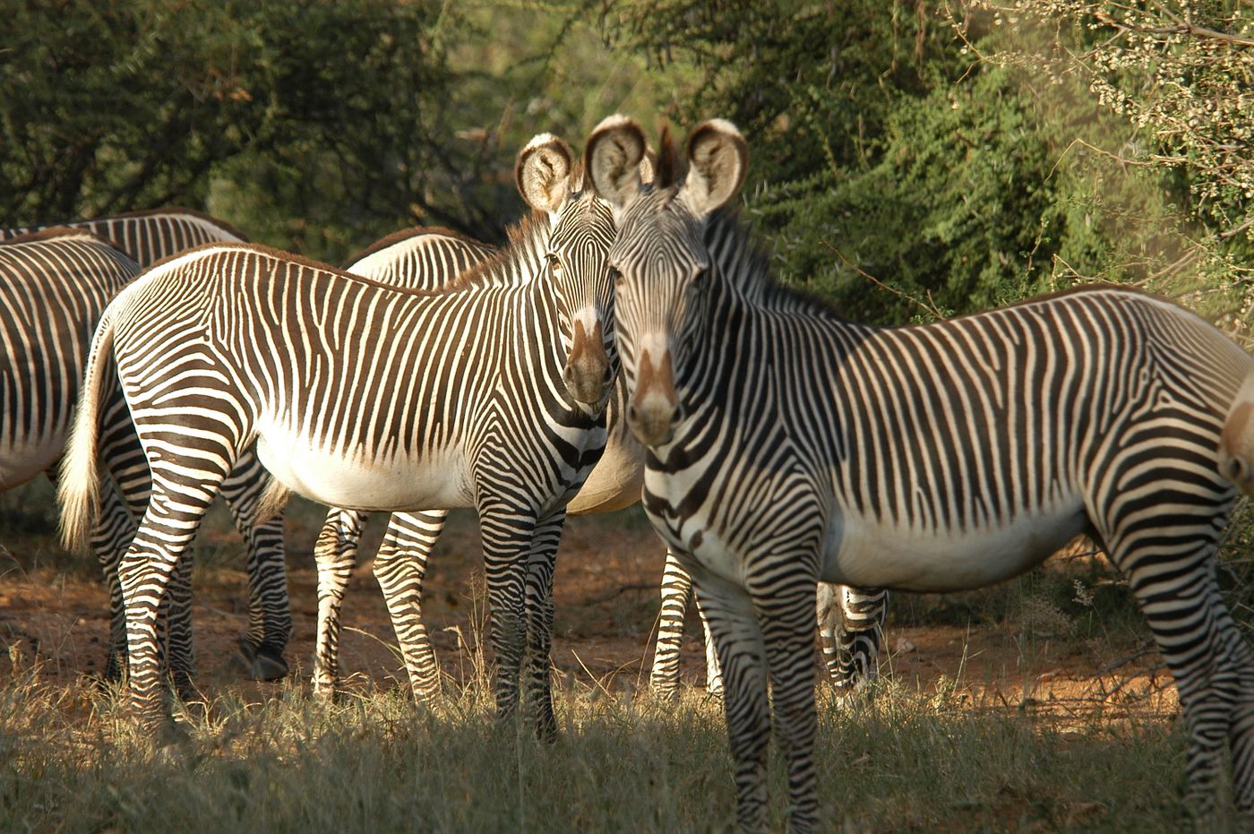 Grevy's zebras at the Mpala Research Centre. Photo by Margaret Kinnaird