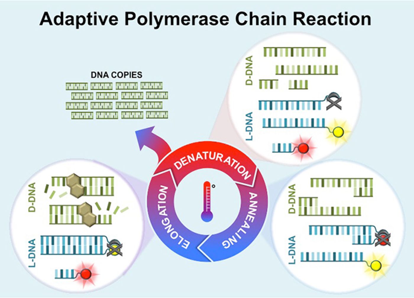 Unlike standard PCR, adaptive PCR automatically controls the duplication process by monitoring it at the molecular level. The reaction is controlled during the three stages of the duplication cycle using red and yellow fluorescent labels attached to synthetic left-handed DNA (L-DNA) shown in blue. The L-DNA is added to a sample and mirrors the interactions of the natural DNA (D-DNA) shown in green: (1) In the denaturation stage (top right), the sample is heated enough to cause the DNA strands to separate. This causes the red and yellow fluorescent labels on the L-DNA to light up. (2) In the annealing stage (bottom right), the sample is cooled to cause left-handed PCR primers to bind to the L-DNA. This is detected by quenching of the red fluorescence. (3) In the elongation stage (bottom left) the D-DNA strands are copied by polymerase enzymes. The L-DNAs are not copied during this stage but are transitioning to the denaturation stage as indicated by brightening of the red label on the L-DNA. The total number of D-DNA molecules in the sample doubles each time the cycle repeats: forty cycles produces more than one trillion copies./ Credit:Nicholas Adams / Vanderbilt)