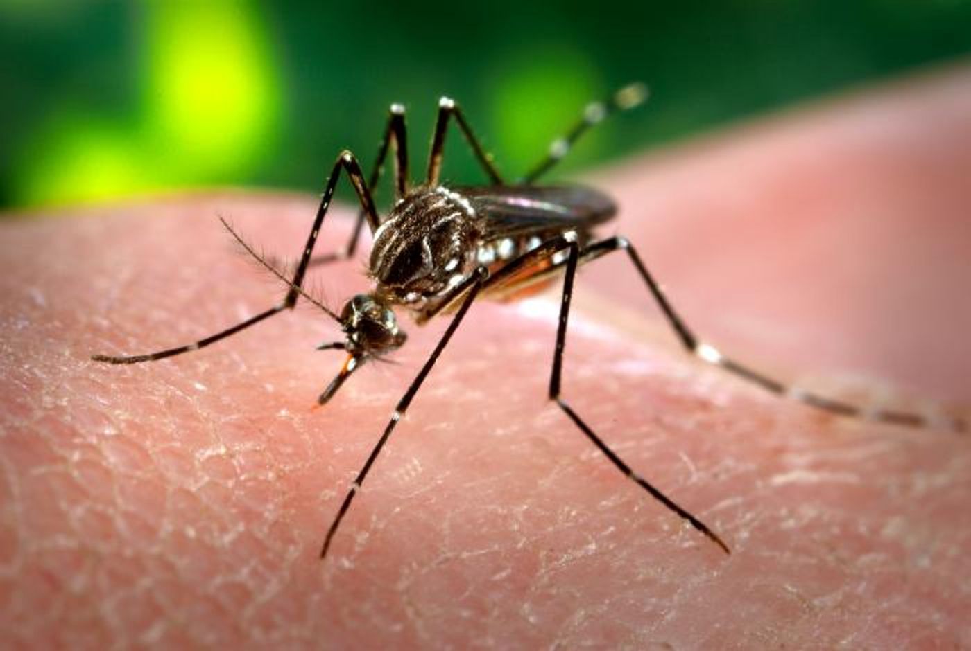 The Aedes aegypti mosquito is responsible for spreading multiple viruses in the Flaviviridae family, including Zika and Dengue. Source: PHIL, CDC