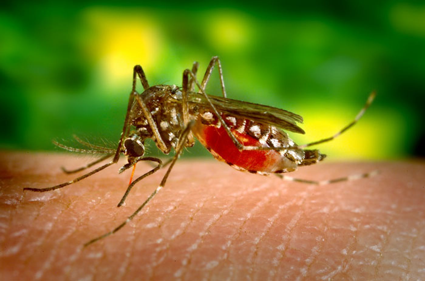 The yellow fever mosquito Aedes aegypti, taking a bloodmeal./ Credit: CDC - PHIL