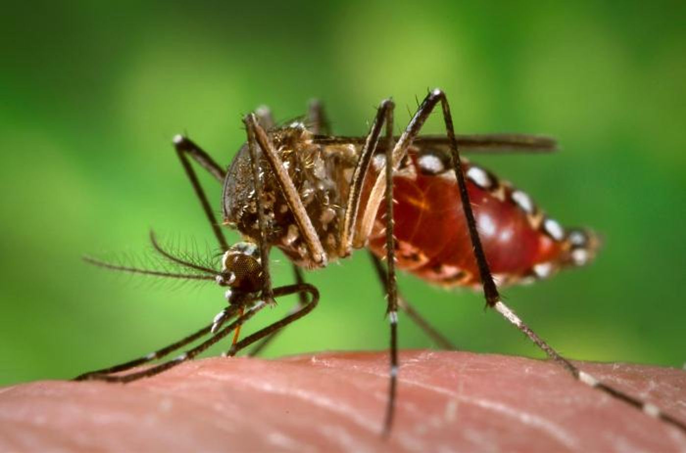 A female Aedes aegypti mosquito, the species responsible for spreading Zika virus, as she obtains a "blood meal." Source: CDC