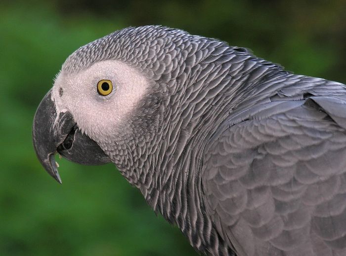 The African Gray Parrot's funny reputation is leading to its downfall in wild numbers.