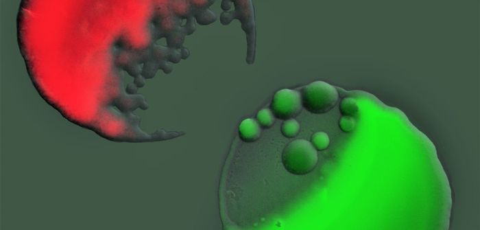 Upon detecting an attack from the red strain, cells of the bottom strain pass information on to others in the colony. Green color indicates toxin production. Credit: Kevin Foster