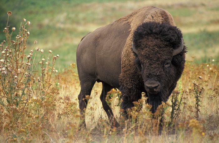 89 American Bison will be returning to their ancestors' homeland in Montana, United States.