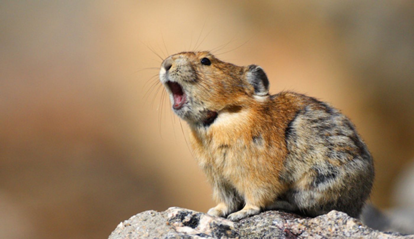 The American Pika serves as a good example of how climate change can affect a species' ability to survive in its natural habitat.