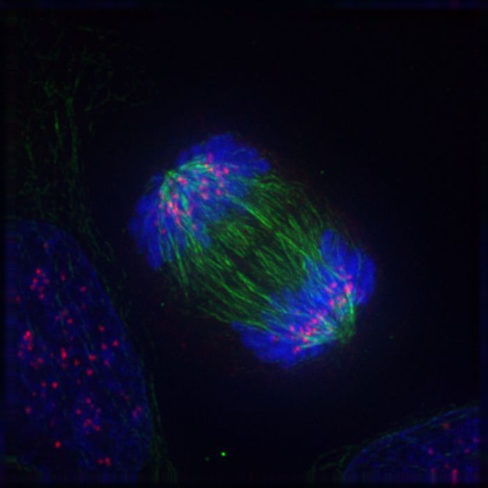 A cell undergoing mitosis / Credit: Wikimedia Commons/ Delta Vision Roy van Heesbeen