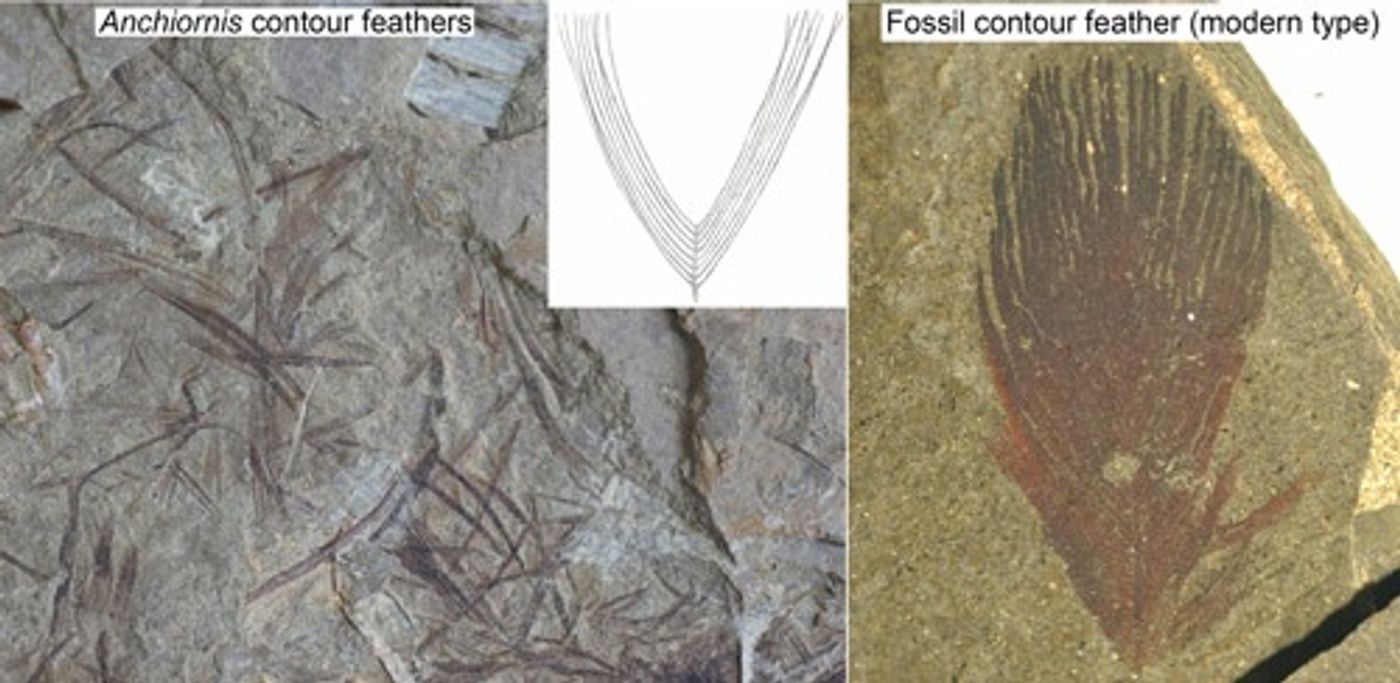 A look at Anchiornis' feather structure compared to a modern feather structure.