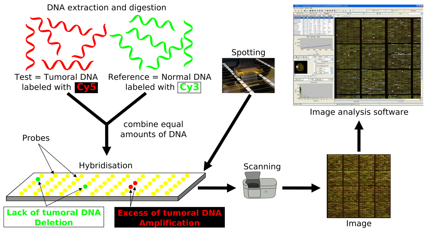 From wikipedia, an illustrative example of comparative genomic hybridization, in this case using normal and tumor samples