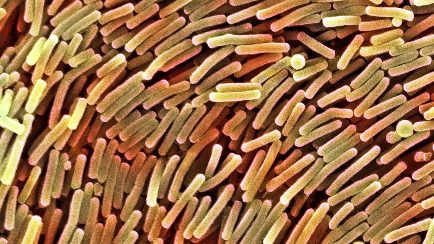Probiotics may be able to combat C. difficile