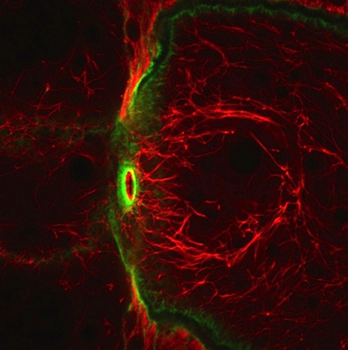 High magnification view of the filaments (in red) made by the newly discovered atypical tropomyosin shows that they do not overlap with actin filaments (in green). / Credit: UCSB/Cell Cho et al