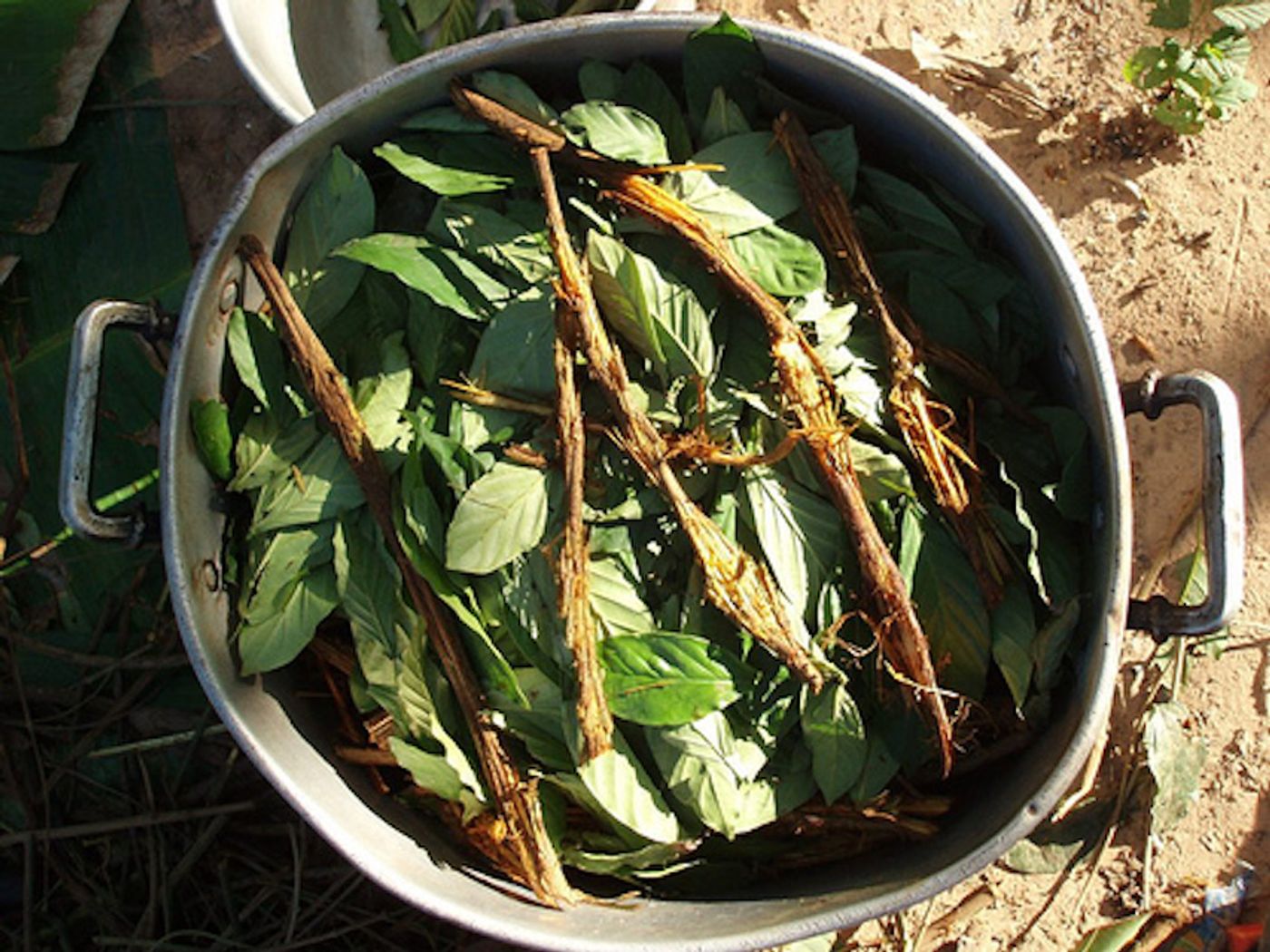 A preparation of ayahuasca, which contains DMT / Credit: Wikimedia Commons Author: Awkipuma