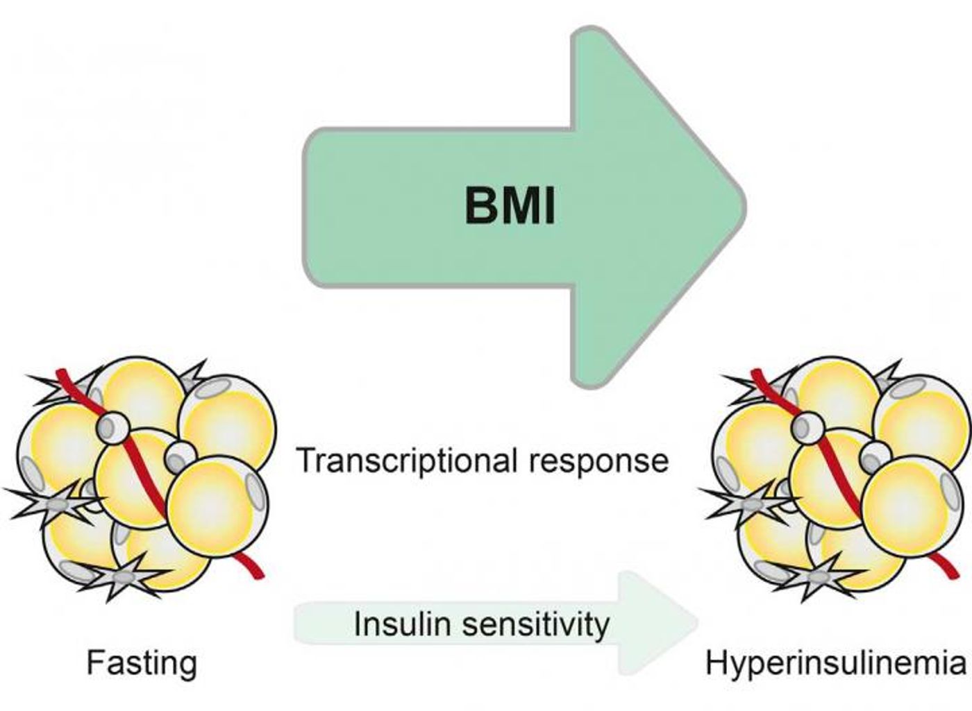 Credit: Ryden et al./Cell Reports 2016