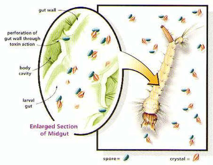 Mode of action of the crystals: they are ingested by hungry mosquito larvae and destroy the cells of the gut so the larvae can no longer eat. (CMC)