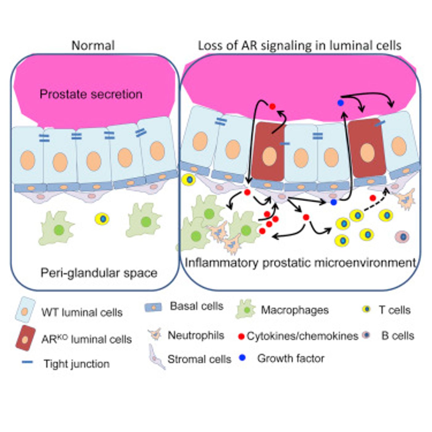 The mechanism proposed by the researchers, presented in the study's graphical abstract. / Credit: Molecular Cell Zhang et al