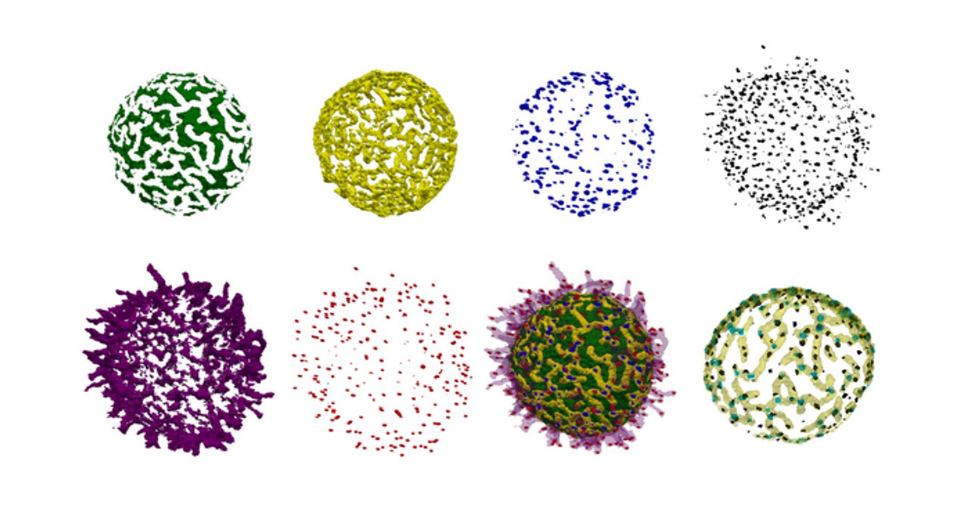 Computational image analysis reveals the different topographical features and localization of the IgM-BCR (two images on the right) on the B-cell surface./ Credit: Bugra Özdemir/ University of Freiburg