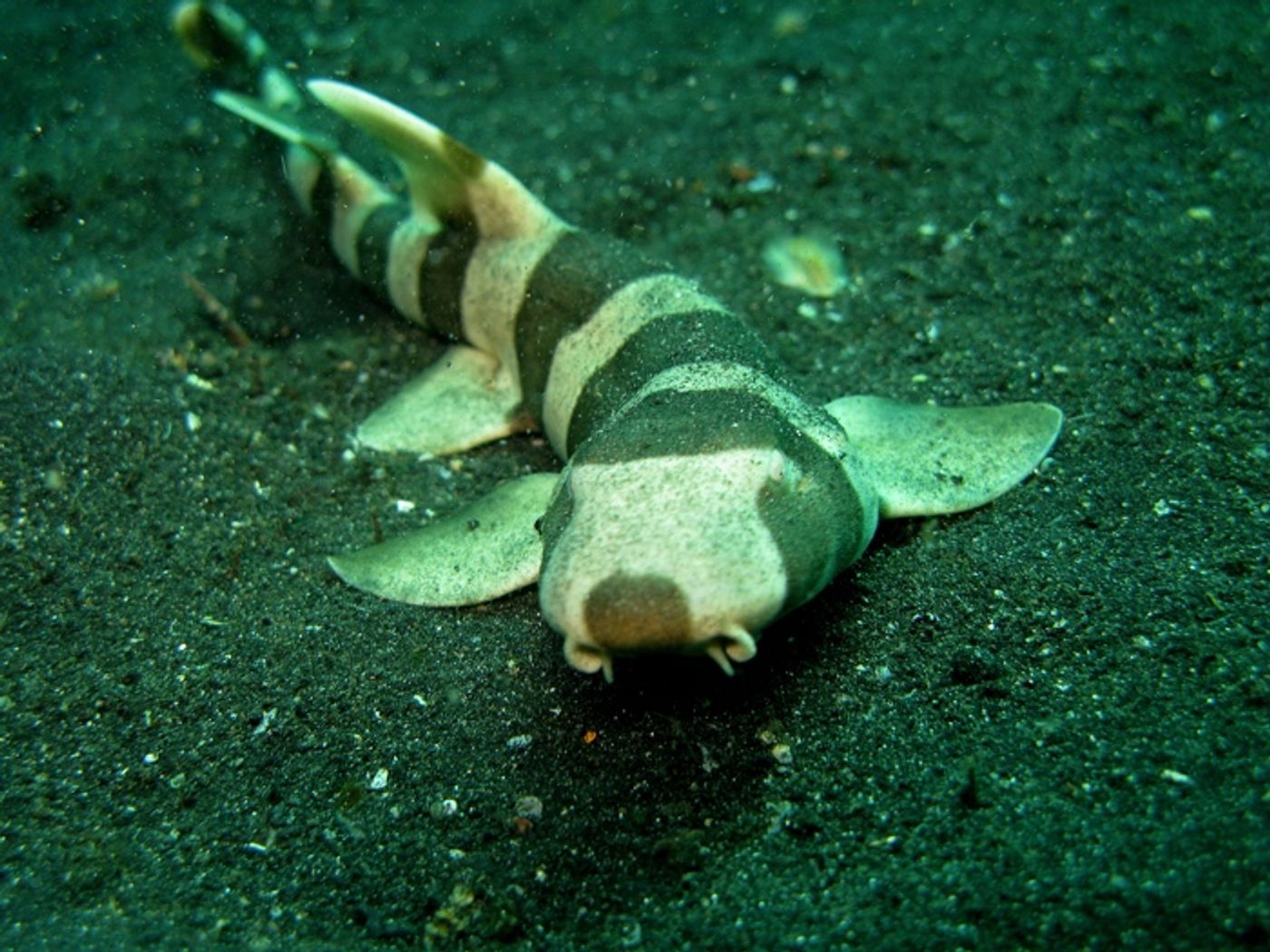 A bamboo shark in its natural habitat.